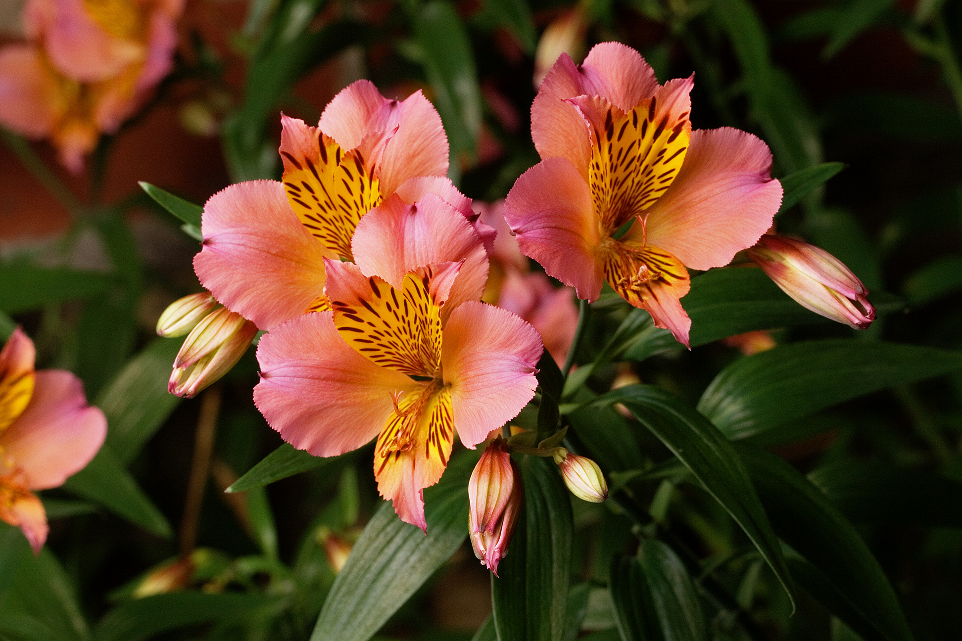 flores para presentear uma amiga que foi morar no exterior