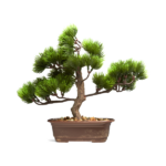 Bonsai