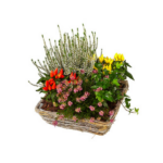 Basket of Flowering Plants