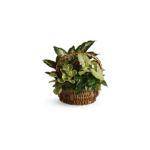 Cesta de Plantas Verdes